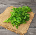 Coriander (cleaned and Packed)