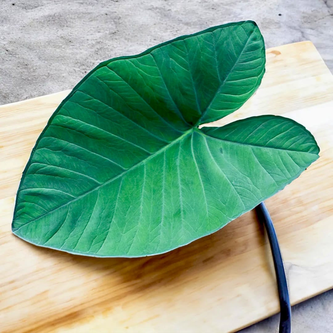 Allu leaves with steam