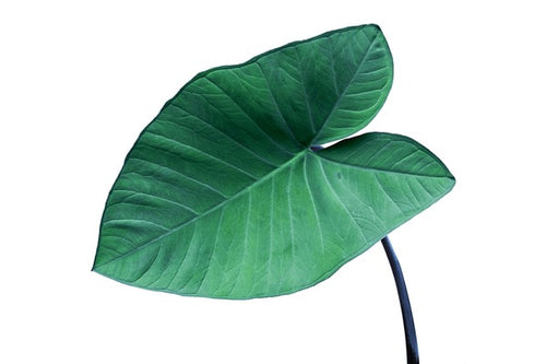 Allu leaves with steam