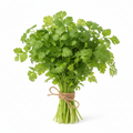Coriander Bunch
