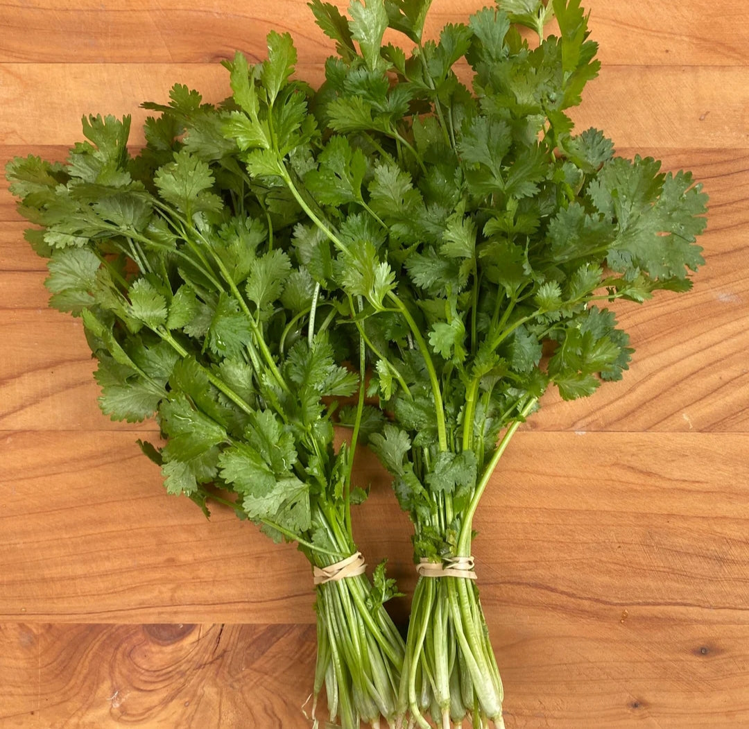 Coriander