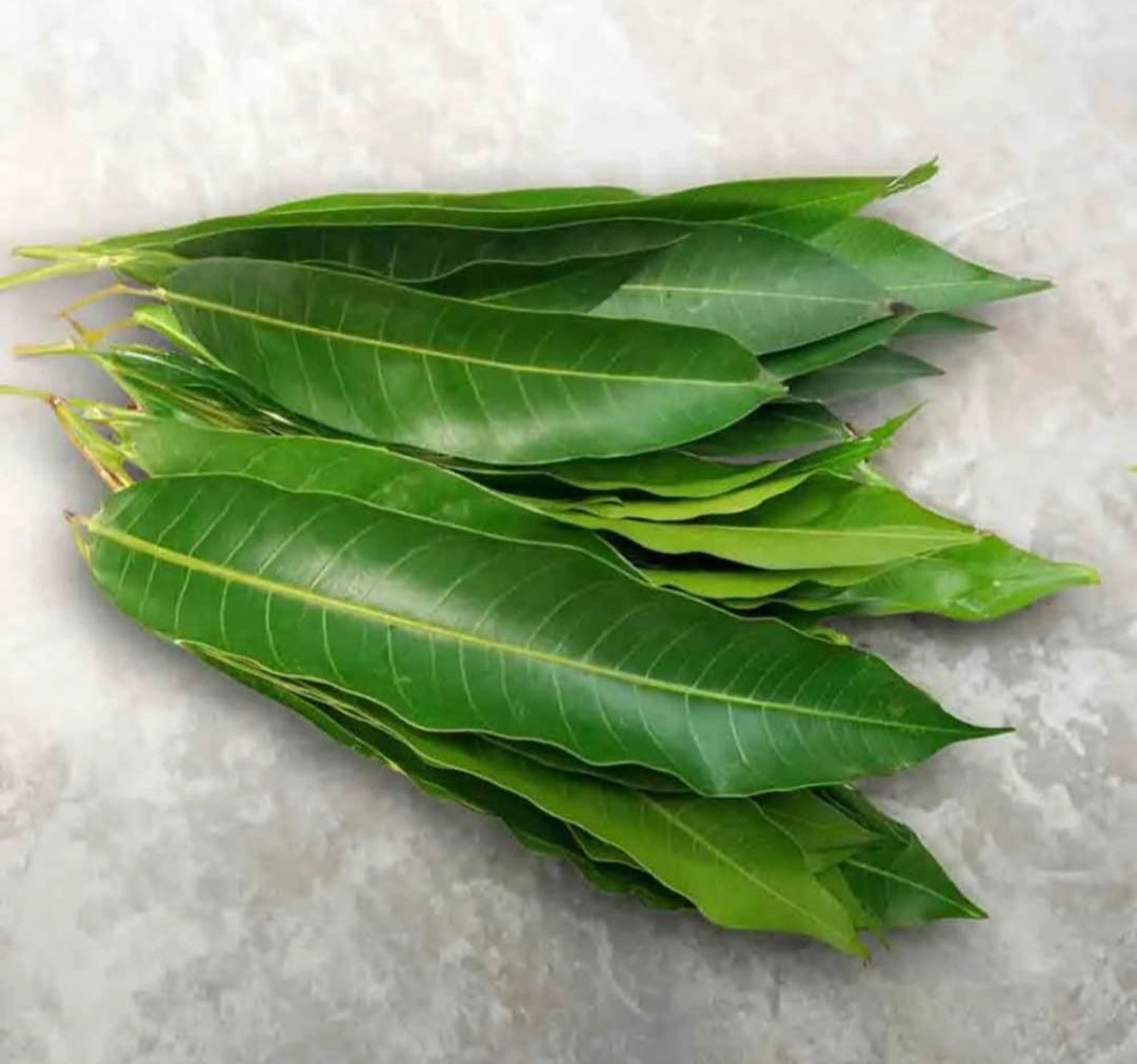 Mango Leaves